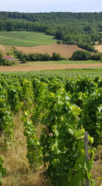 foto vigne orizzontale